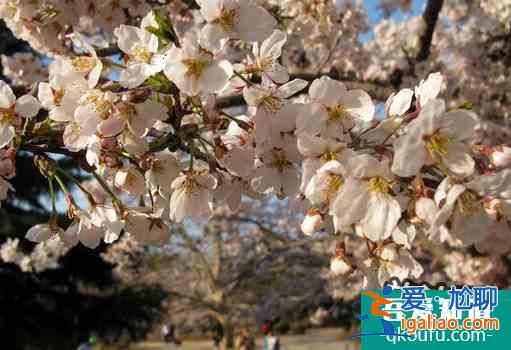 2022昆明圓通山櫻花什么時(shí)候開？