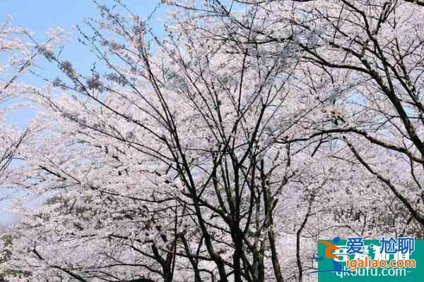 2022杭州太子灣公園櫻花什么時(shí)候開(kāi) 杭州太子灣公園櫻花最佳觀賞時(shí)間？