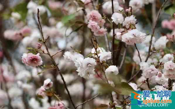 深圳哪里可以看櫻花 2022深圳賞櫻地點推薦？