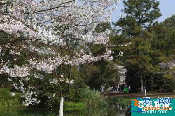 2022杭州太子灣公園櫻花什么時(shí)候開(kāi) 杭州太子灣公園櫻花最佳觀賞時(shí)間？