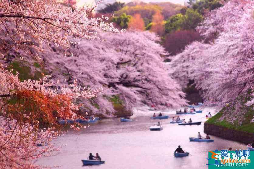 日本櫻花前線2022時間 附推薦地點及美食推薦？