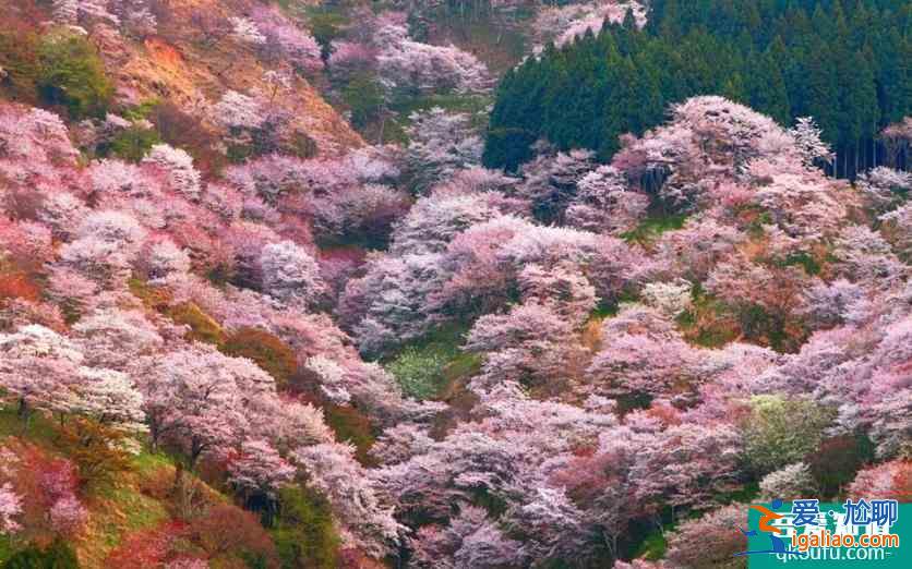 日本櫻花前線2022時間 附推薦地點及美食推薦？