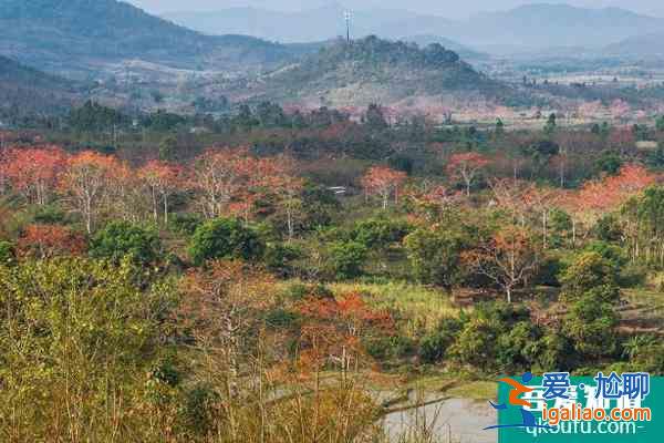 2022昌江木棉花最佳觀賞地點 昌江木棉花旅游攻略？
