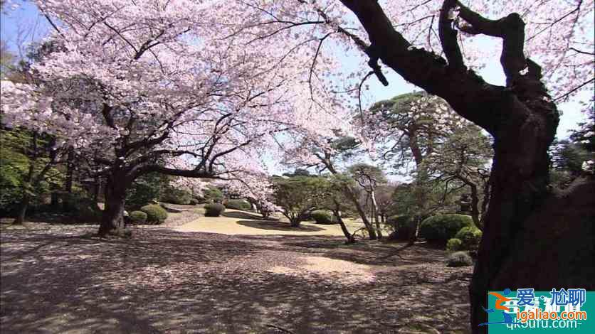 日本櫻花前線2022時間 附推薦地點及美食推薦？