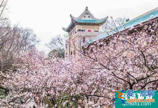 武漢大學(xué)櫻花最佳觀賞地點(diǎn)2022？