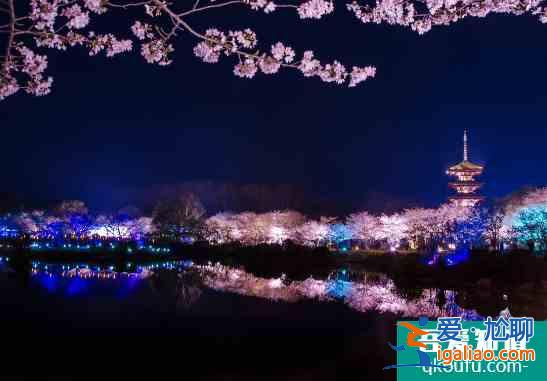 武漢大學(xué)櫻花最佳觀賞地點(diǎn)2022？