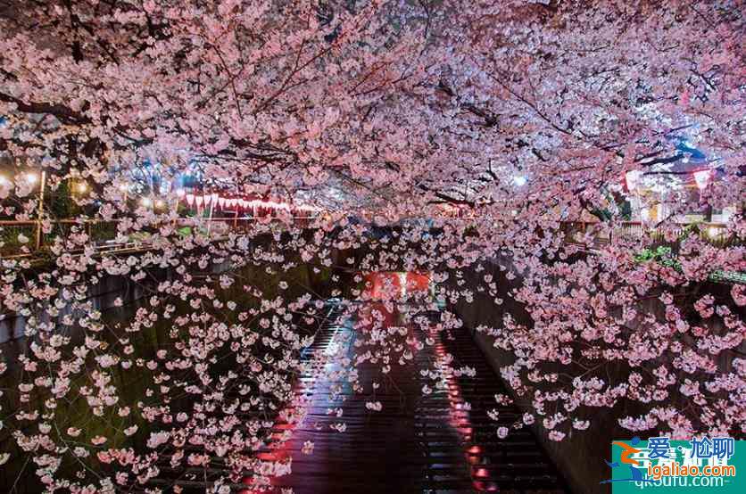日本櫻花前線2022時間 附推薦地點及美食推薦？