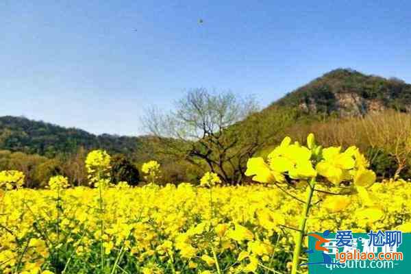 2022杭州油菜花什么時(shí)候開花？