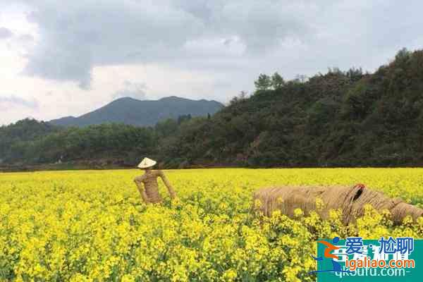 2022杭州油菜花什么時(shí)候開花？