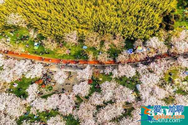 2022無錫金匱公園櫻花什么時候開 附交通攻略？