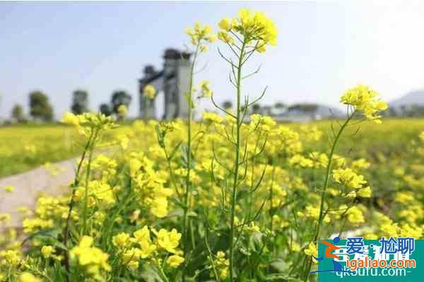 2022福州花海公園油菜花什么時(shí)候開？