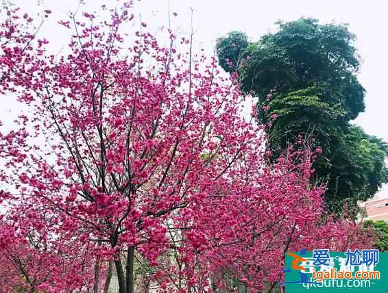 華南農(nóng)業(yè)大學(xué)櫻花在哪 2022華南農(nóng)業(yè)大學(xué)櫻花賞花攻略？