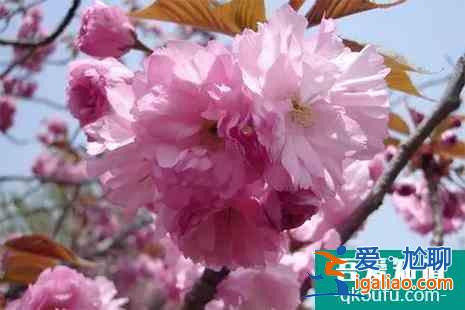 2022大連龍王塘櫻花園門票及交通指南？