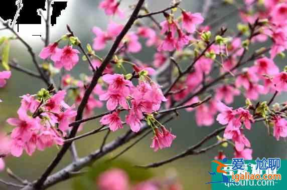 華南農(nóng)業(yè)大學(xué)櫻花在哪 2022華南農(nóng)業(yè)大學(xué)櫻花賞花攻略？
