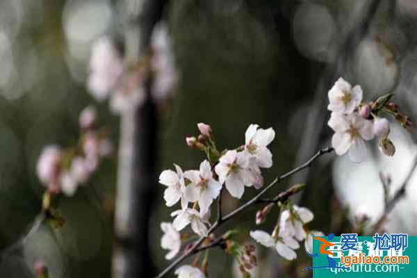 2022南京雞鳴寺櫻花開放時(shí)間 附預(yù)約觀賞指南？