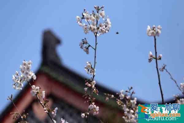 2022南京雞鳴寺櫻花開放時(shí)間 附預(yù)約觀賞指南？