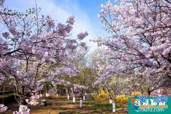 2022旅順櫻花園開園時間 門票價格及游玩攻略？