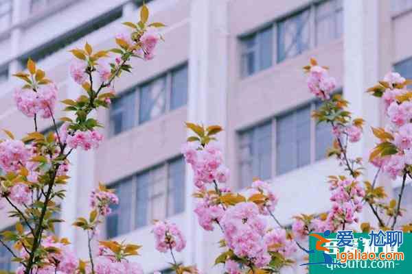2022湖南科技大學櫻花攻略？