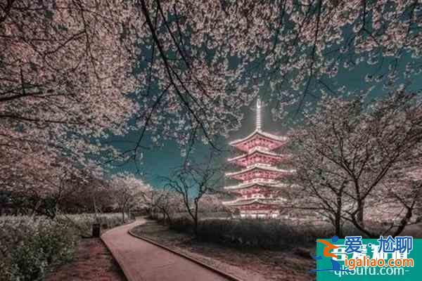 武大櫻花什么時(shí)候開(kāi)放2022 武大櫻花最佳觀賞時(shí)間？