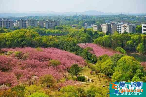 2022湖南科技大學櫻花攻略？