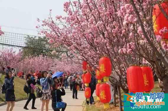 廣州三月去哪賞花 2022廣州櫻花節(jié)時(shí)間地點(diǎn)以及門(mén)票價(jià)格？