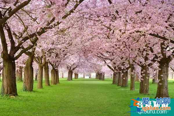 2022云陽(yáng)去哪里賞花比較好 云陽(yáng)賞花好去處？