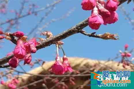 2022長豐櫻花小鎮(zhèn)賞櫻攻略？