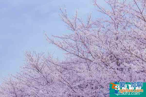 2022無錫黿頭渚賞櫻花攻略 附最佳時間及賞櫻路線？