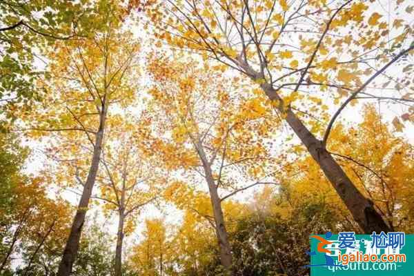 2022云陽(yáng)去哪里賞花比較好 云陽(yáng)賞花好去處？