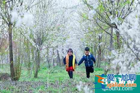 2022長豐櫻花小鎮(zhèn)賞櫻攻略？