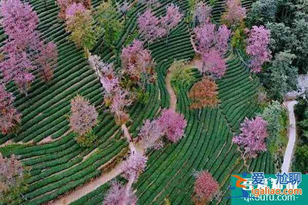 2022無量山櫻花谷花期 無量山櫻花谷拍攝攻略？