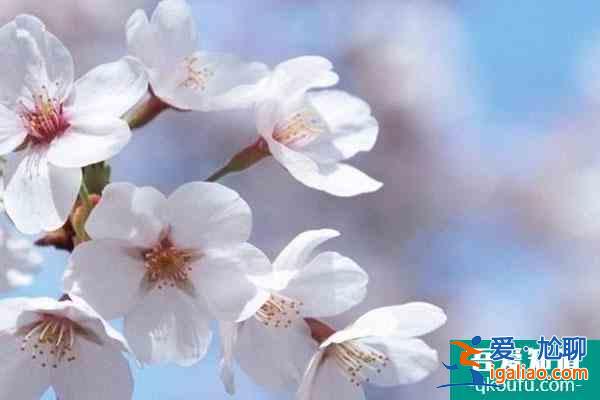2022杭州櫻花什么時(shí)候開 杭州各區(qū)賞櫻地點(diǎn)推薦？