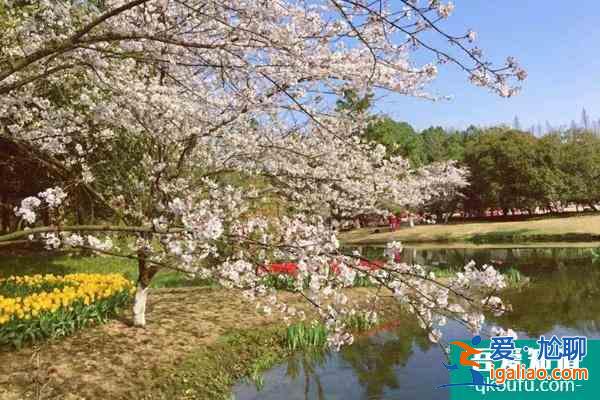 2022杭州太子灣櫻花在哪里?附花期介紹及賞花攻略？