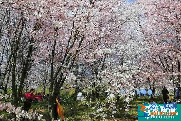 2022平壩櫻花開了嗎 平壩櫻花什么時(shí)候開放？