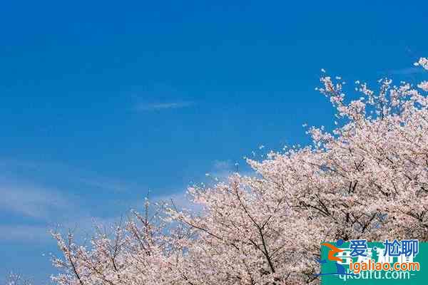 2022杭州櫻花什么時(shí)候開 杭州各區(qū)賞櫻地點(diǎn)推薦？