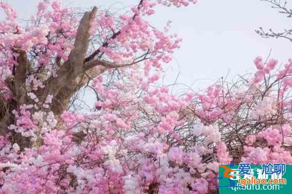 2022上海顧村公園什么時(shí)候看櫻花(附花期時(shí)間)？