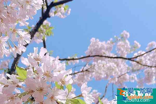2022杭州太子灣櫻花在哪里?附花期介紹及賞花攻略？