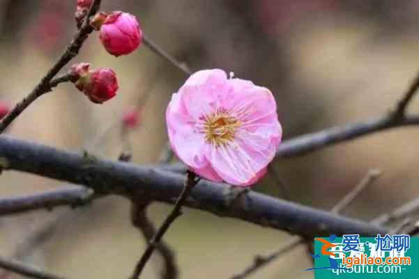 長(zhǎng)沙免費(fèi)賞梅的地方推薦？