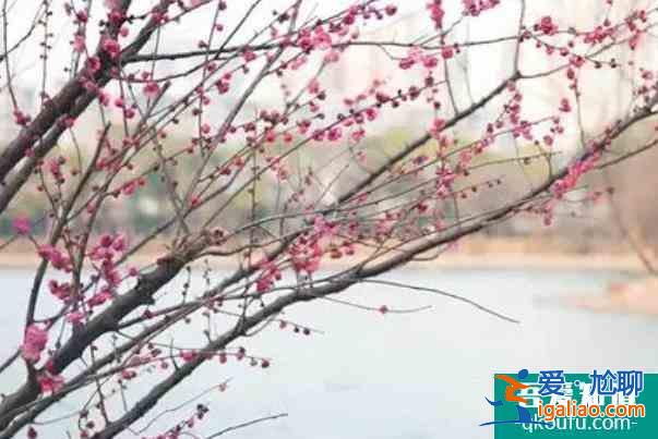 長(zhǎng)沙免費(fèi)賞梅的地方推薦？