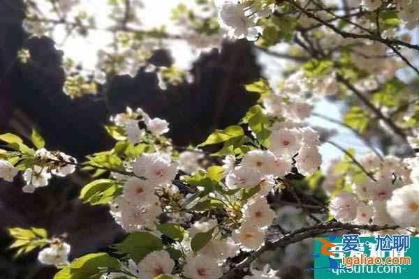 西安青龍寺的櫻花開(kāi)了嗎2022 青龍寺櫻花觀賞時(shí)間？