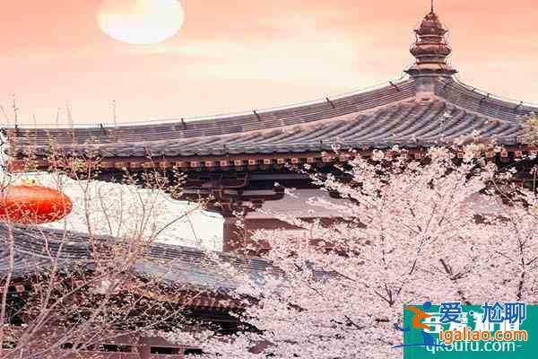 西安青龍寺的櫻花開(kāi)了嗎2022 青龍寺櫻花觀賞時(shí)間？