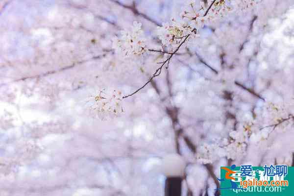 2022重慶賞櫻花的地方 十大櫻花觀賞地推薦？