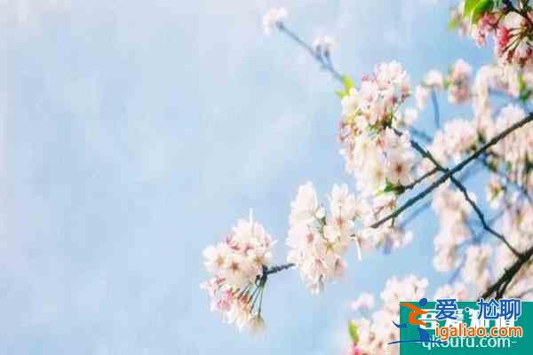 寧波四明山杖錫櫻花基地在哪?花期是什么時候?？