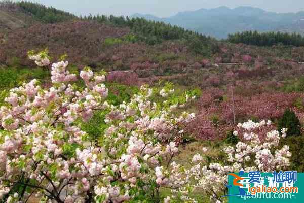 寧波四明山杖錫櫻花基地在哪?花期是什么時候?？