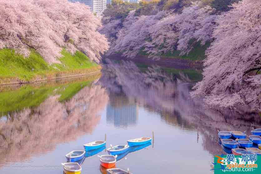 日本櫻花幾月開(kāi) 2022日本櫻花開(kāi)放時(shí)間及賞櫻地點(diǎn)介紹？