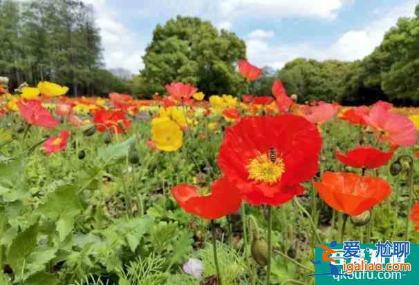 2022上海共青森林公園虞美人觀賞最佳時(shí)間？