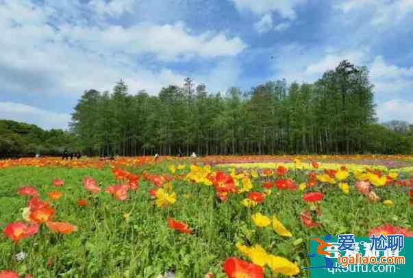 2022上海共青森林公園虞美人觀賞最佳時(shí)間？