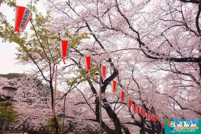 日本櫻花幾月開(kāi) 2022日本櫻花開(kāi)放時(shí)間及賞櫻地點(diǎn)介紹？