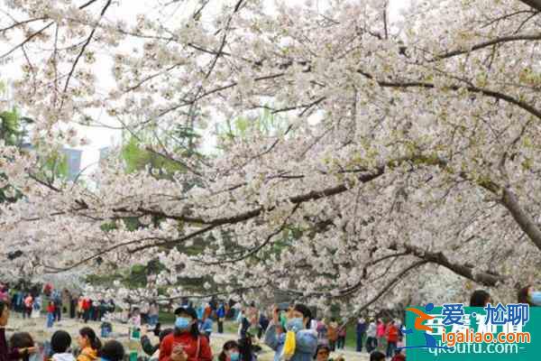 北京玉淵潭公園櫻花開(kāi)放時(shí)間2022？