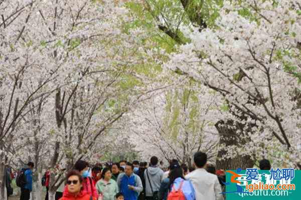 北京玉淵潭公園櫻花開(kāi)放時(shí)間2022？